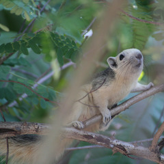 Callosciurus finlaysonii