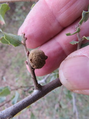 Disholcaspis mamillana