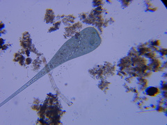 Stentor coeruleus