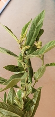 Sida hackettiana