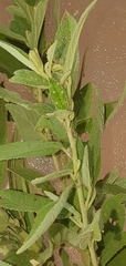 Sida hackettiana