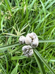 Testicularia