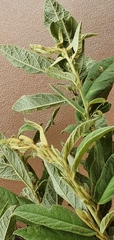 Sida hackettiana
