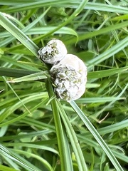 Testicularia