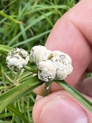 Testicularia