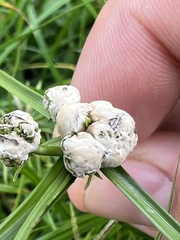 Testicularia