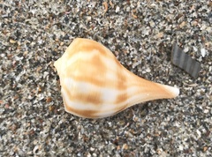 Fulguropsis pyruloides