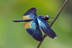Rhyothemis plutonia