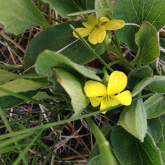 Viola praemorsa linguifolia