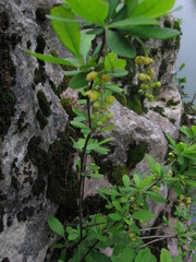 Berberis canadensis