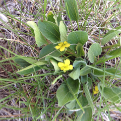 Viola praemorsa linguifolia