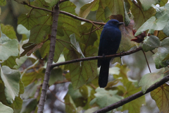 Aphelocoma unicolor