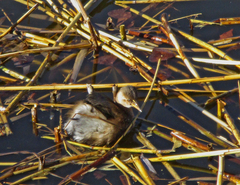 Tachybaptus ruficollis