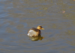 Tachybaptus ruficollis
