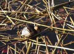 Tachybaptus ruficollis