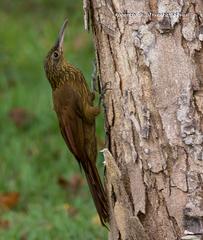 Xiphorhynchus guttatus