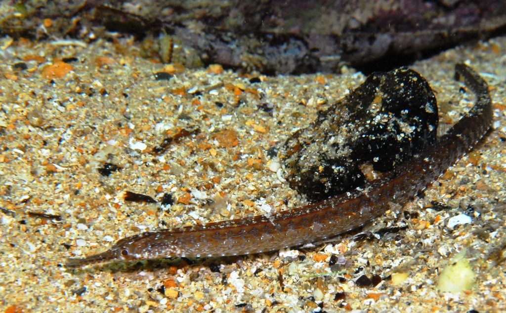 Medium-Snouted Pipefish