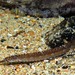 Port Phillip Pipefish - Photo (c) David Spencer Muirhead, some rights reserved (CC BY-NC), uploaded by David Spencer Muirhead