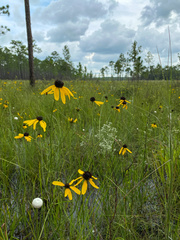 Rudbeckia mohrii