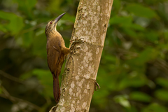 Xiphocolaptes albicollis