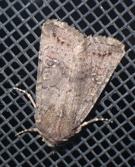 Protorthodes incincta