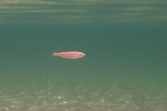 Aldrichetta forsteri