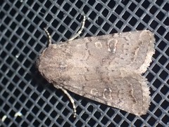 Protorthodes incincta