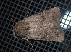 Protorthodes incincta