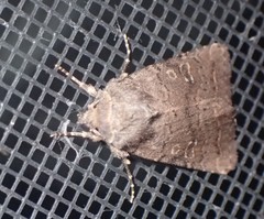 Protorthodes incincta