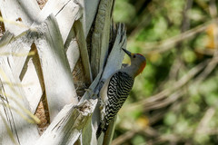 Melanerpes aurifrons