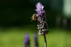 Apis mellifera