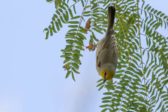 Auriparus flaviceps