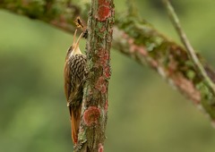 Lepidocolaptes squamatus