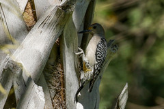 Melanerpes aurifrons