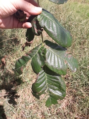 Juglans ailantifolia
