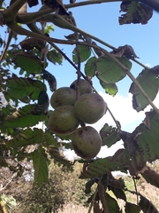 Juglans ailantifolia