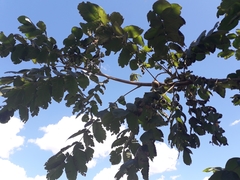Juglans ailantifolia