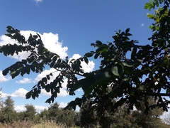 Juglans ailantifolia