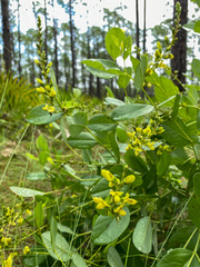 Baptisia simplicifolia
