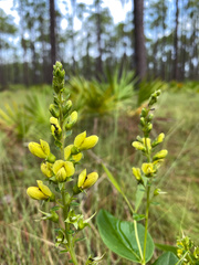 Baptisia simplicifolia