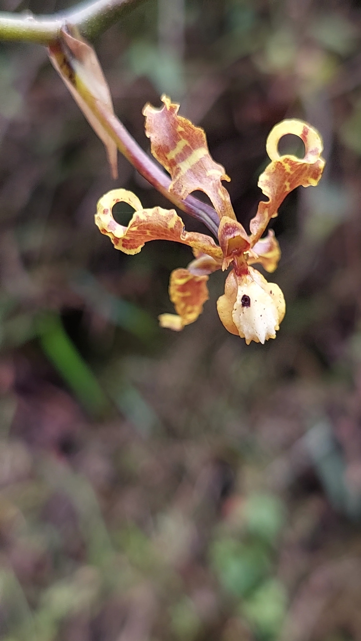 Cyrtochilum divaricatum (Lindl.) Dalström 3