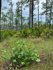Baptisia simplicifolia
