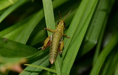 Jivarus guarandaensis