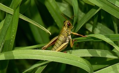 Jivarus guarandaensis