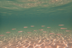 Aldrichetta forsteri