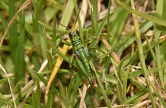 Jivarus guarandaensis