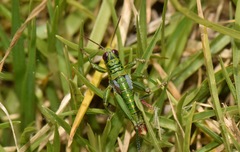 Jivarus guarandaensis