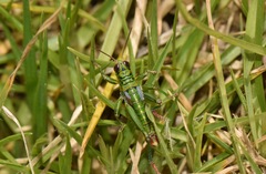 Jivarus guarandaensis