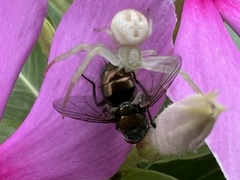 Thomisidae