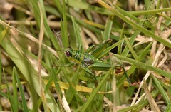 Jivarus guarandaensis
